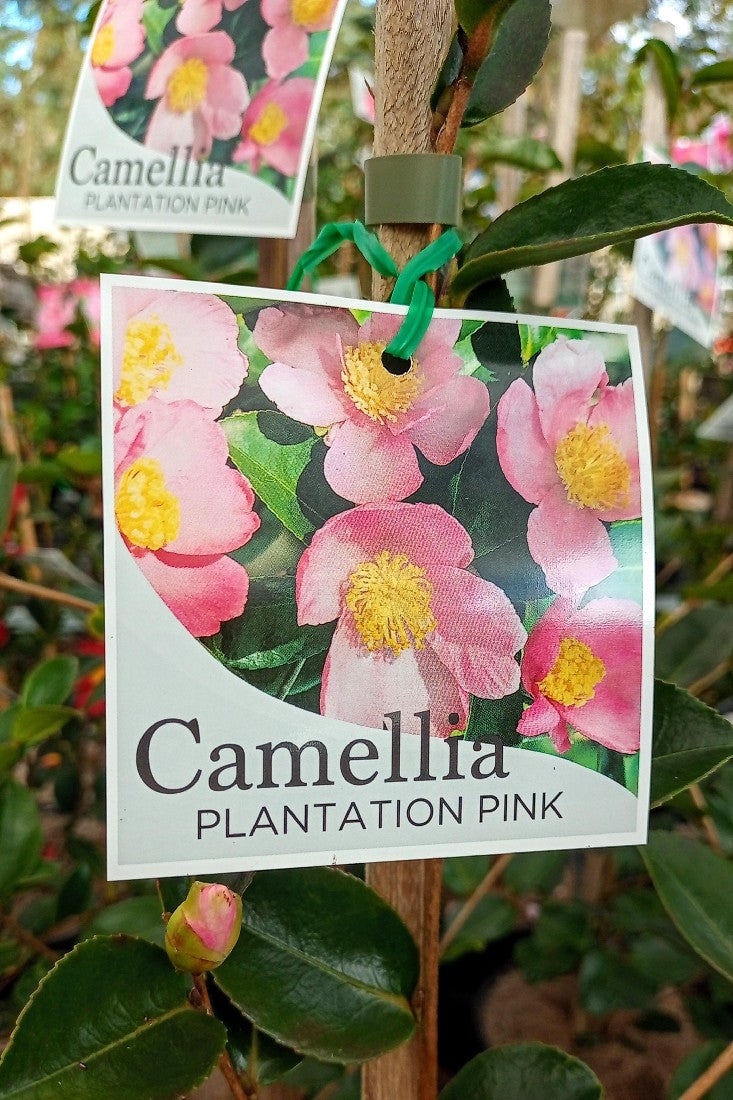 CAMELLIA SASANQUA PLANTATION PINK 200MM