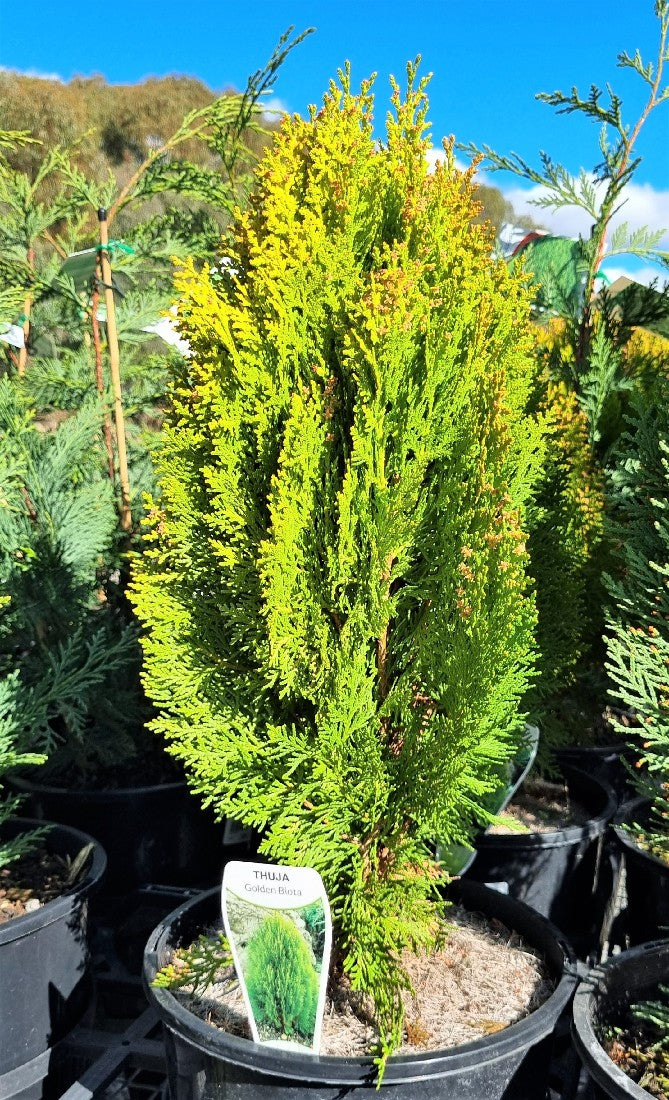 THUJA ORIENTALIS AUREA NANA DWARF GOLDEN BIOTA 200MM