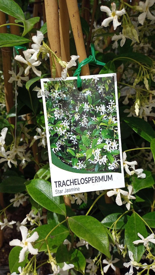 TRACHYLEOSPERMUM JASMINIOIDES STAR JASMINE 200MM