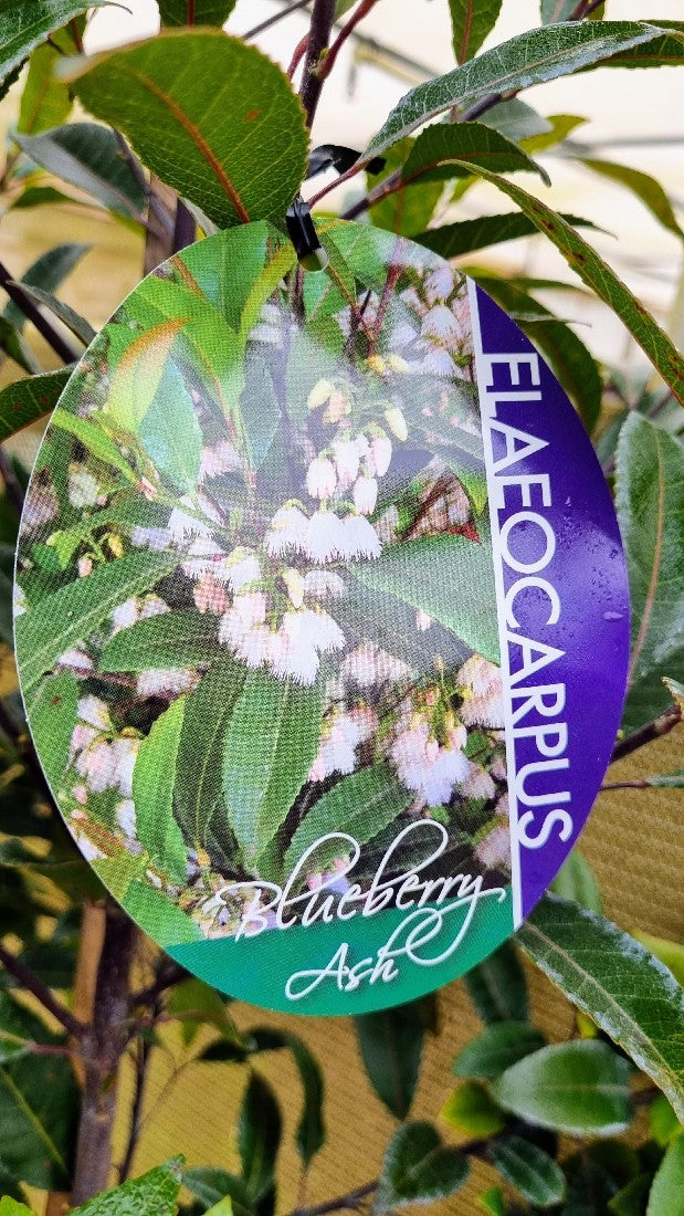 BLUEBERRY ASH ELAEOCARPUS RETICULATUS 330MM