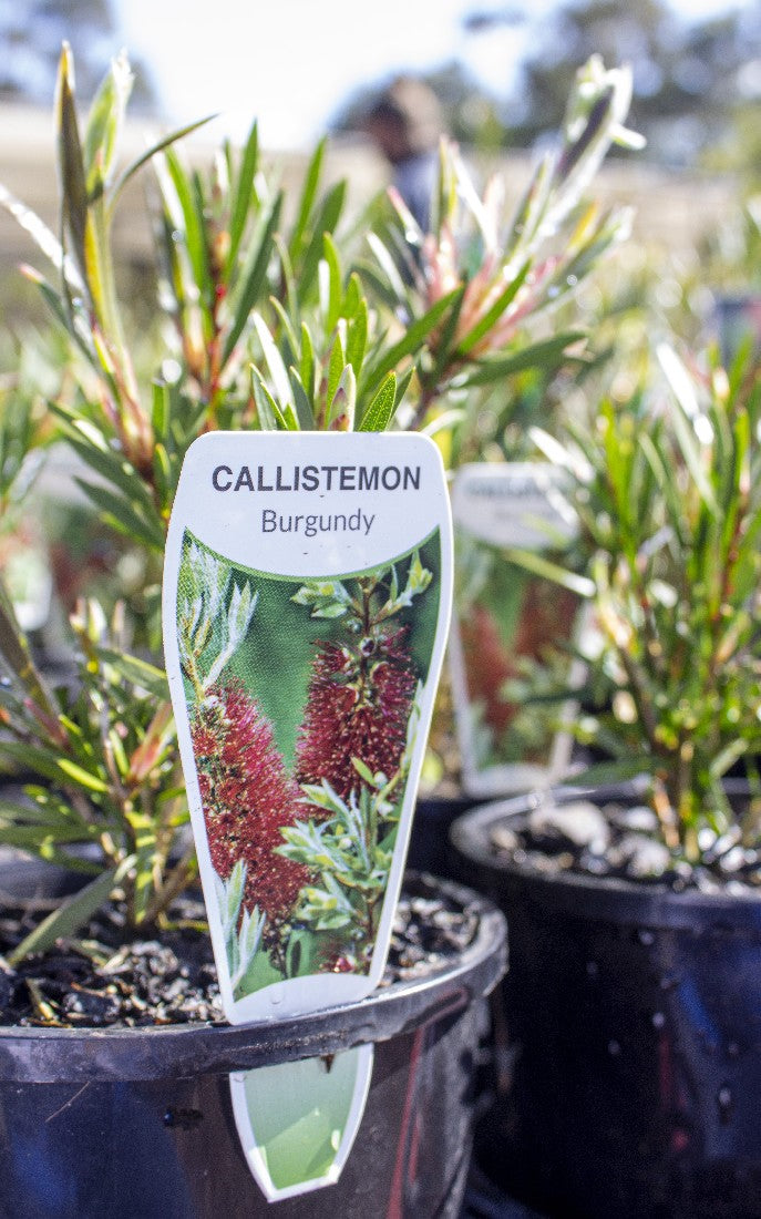 CALLISTEMON BURGUNDY 200MM