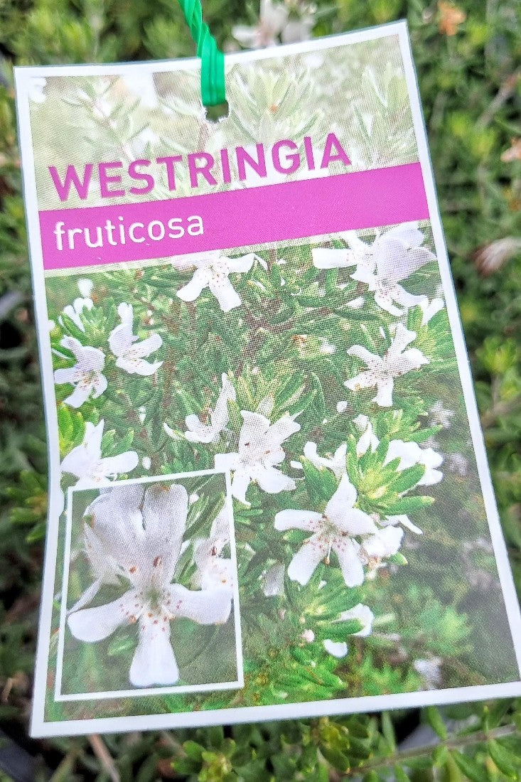 WESTRINGIA FRUTICOSA 140MM