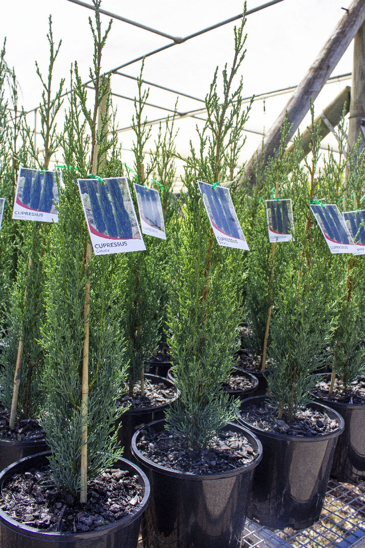 CUPRESSUS SEMPERVIRENS GLAUCA PENCIL PINE 200MM – Avalon Nursery