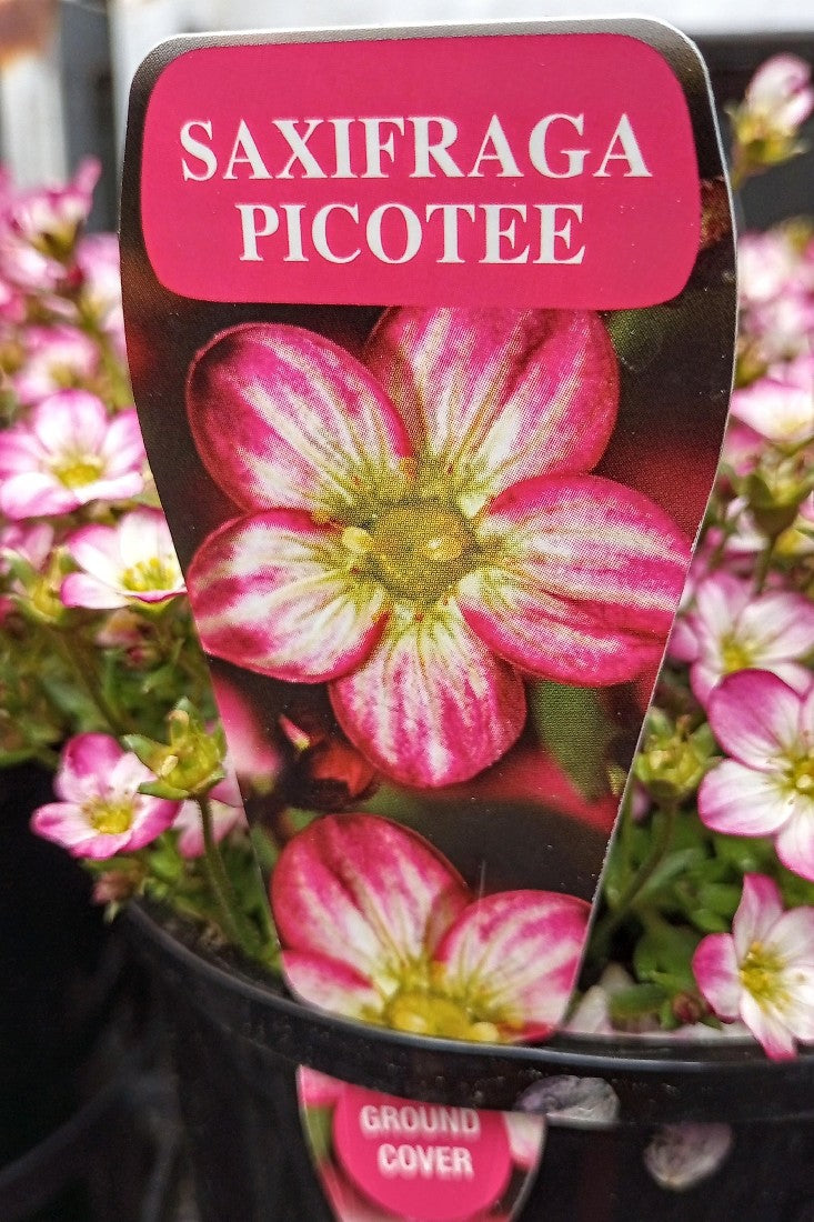 SAXIFRAGA PICOTEE 140MM