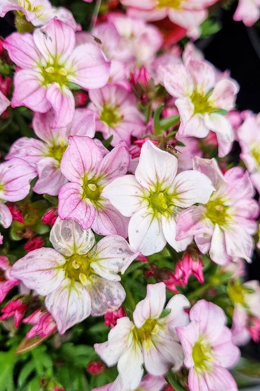 SAXIFRAGA PINK 140MM