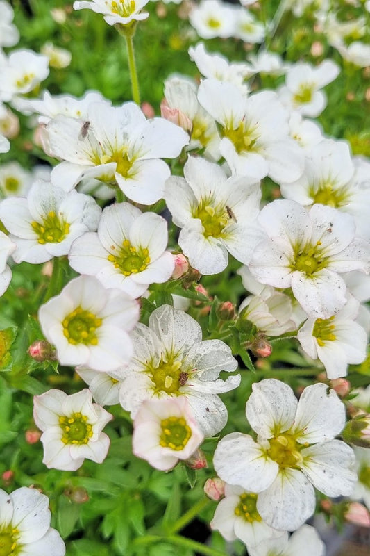 SAXIFRAGA WHITE 140MM