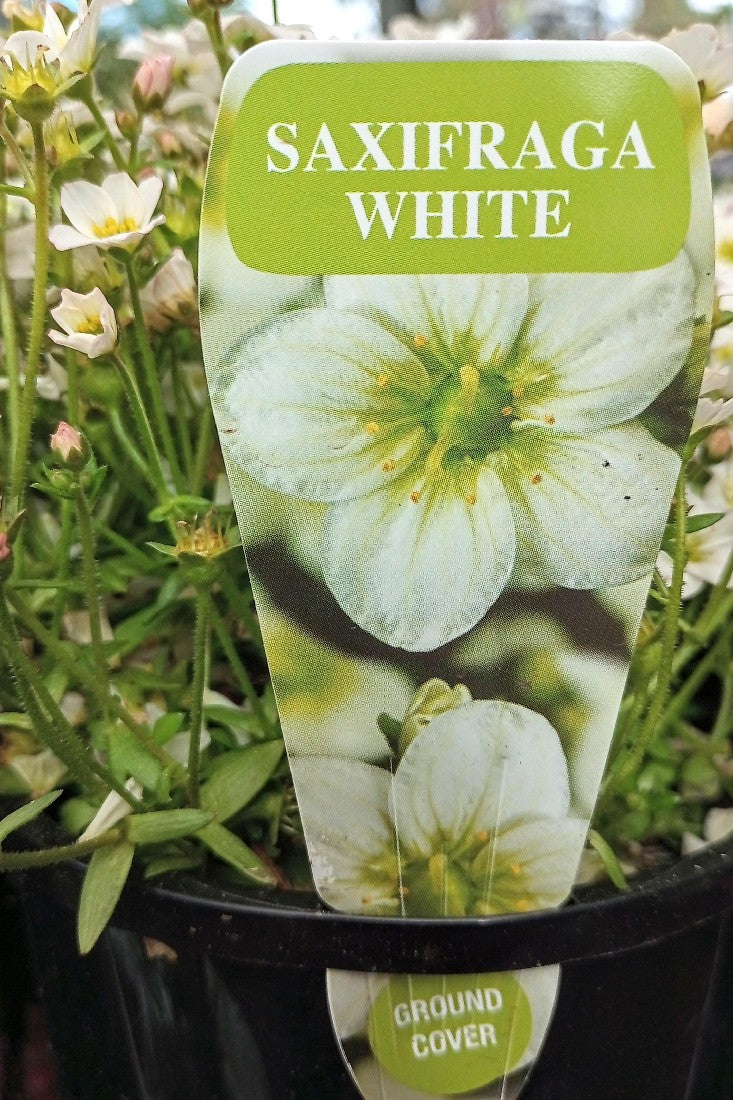 SAXIFRAGA WHITE 140MM