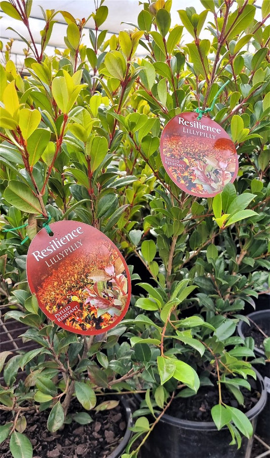 LILLY PILLY SYZYGIUM RESILIENCE 200MM