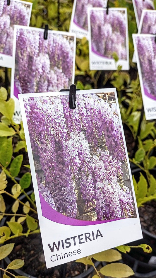 WISTERIA SINENSIS CHINESE WISTERIA 140MM