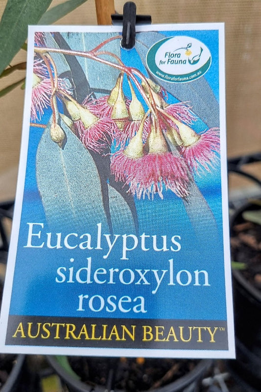 EUCALYPTUS SIDEROXYLON ROSEA 140MM
