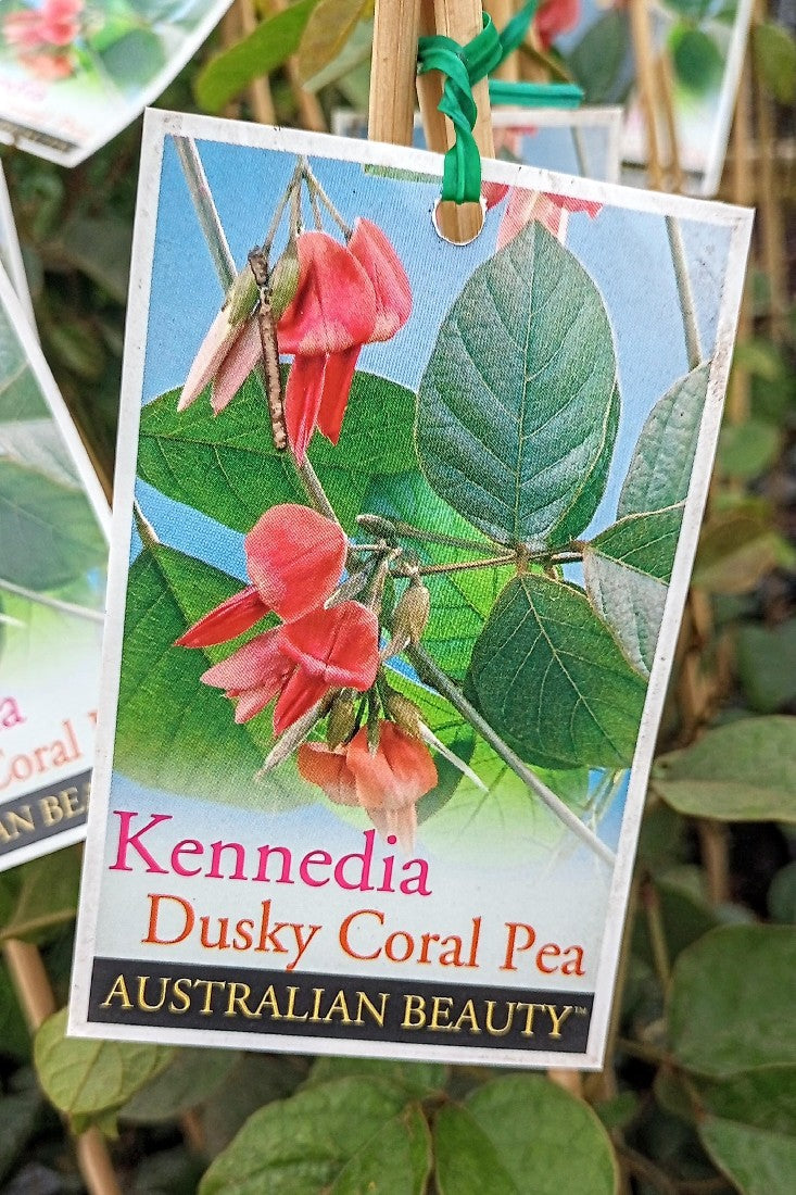 KENNEDIA RUBICUNDA DUSKY CORAL PEA 140MM