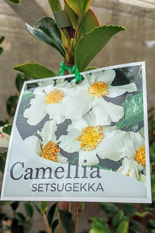 CAMELLIA SETSUGEKKA 200MM
