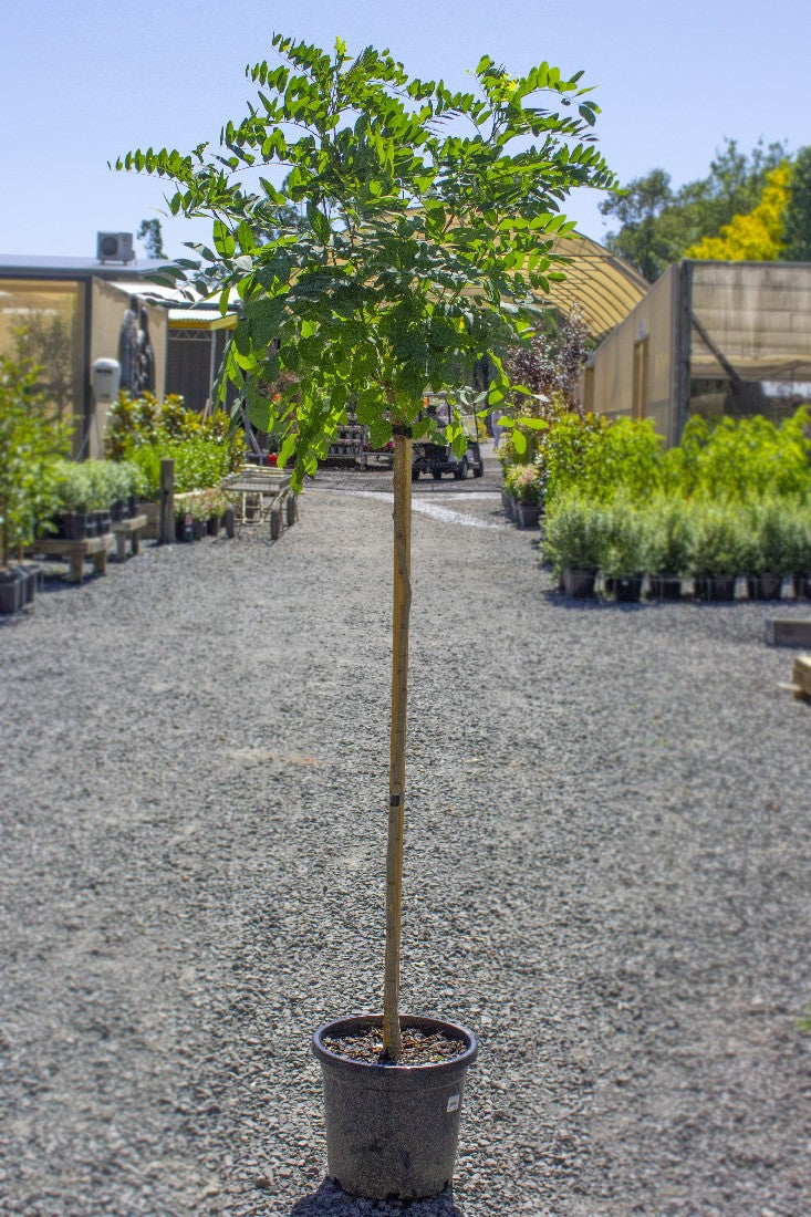 ROBINIA MOP TOP POTTED 330MM