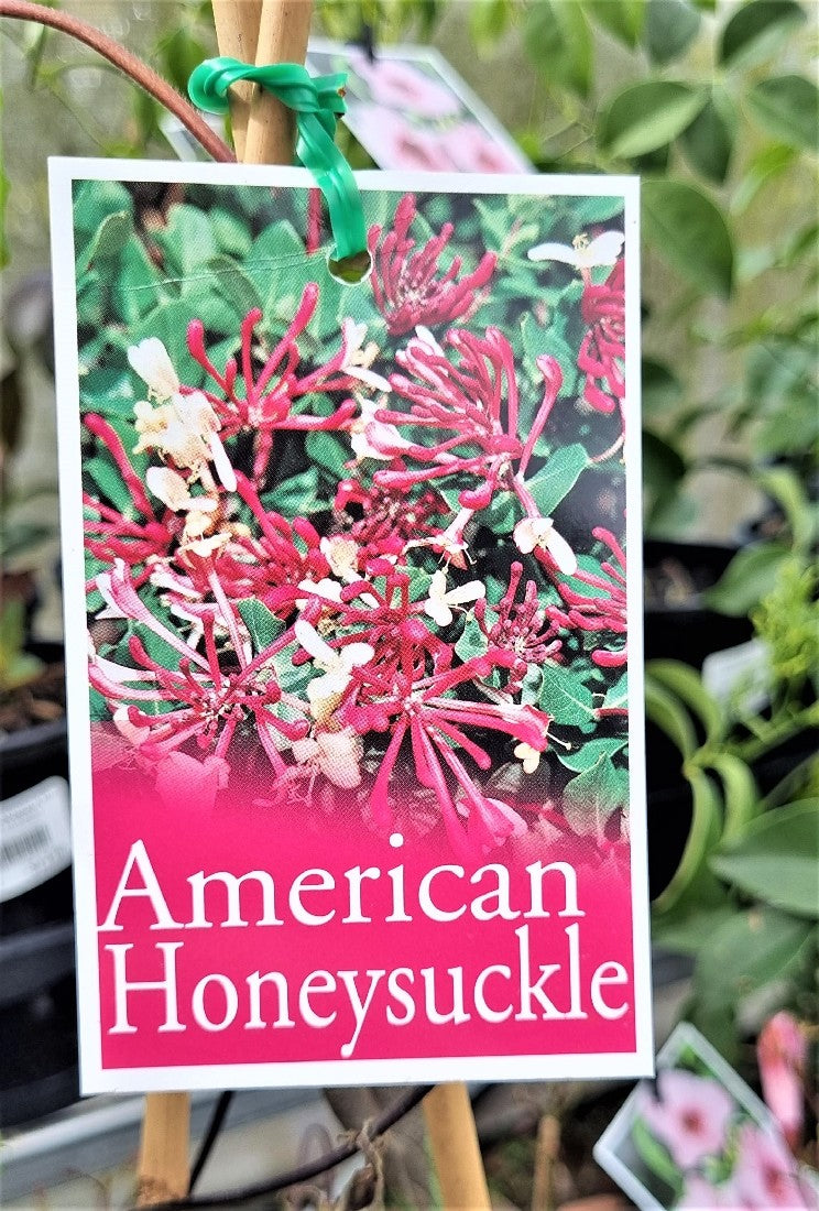 LONICERA AMERICANA AMERICAN HONEYSUCKLE 140MM