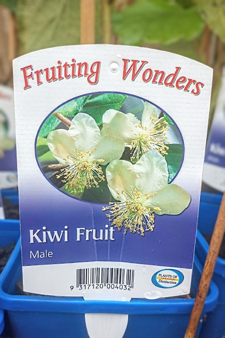 KIWI FRUIT MALE 2 LITRE