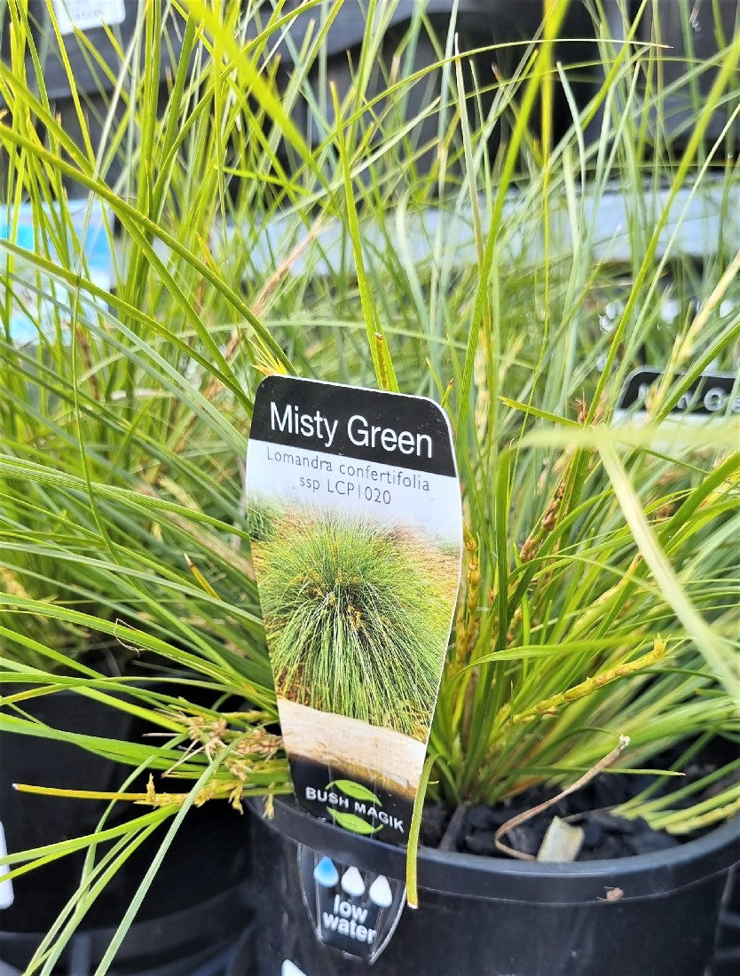 LOMANDRA MISTY GREEN 140MM