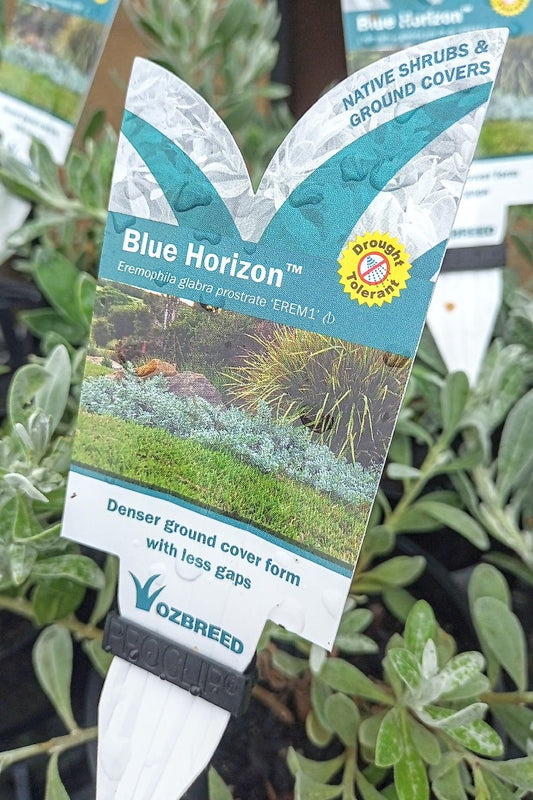 EREMOPHILA GLABRA BLUE HORIZON 140MM