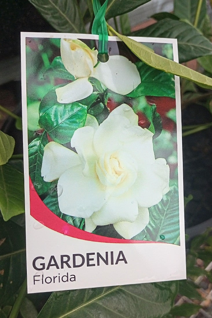 GARDENIA FLORIDA 250MM