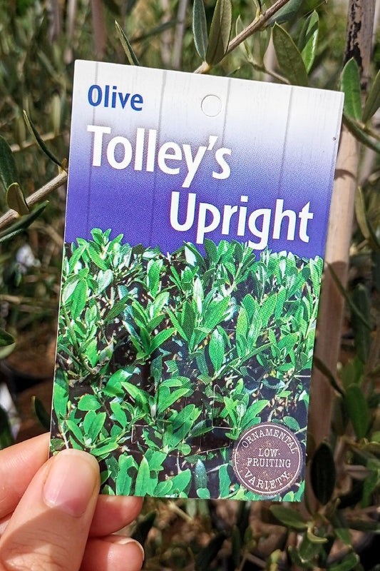 OLIVE TOLLEY'S UPRIGHT SALE 200MM