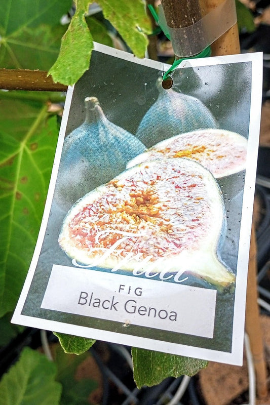 FICUS CARICA - BLACK GENOA FIG 200MM