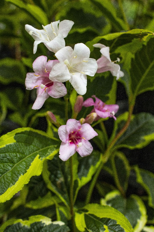 WEIGELA FLORIDA VARIEGATA 140MM