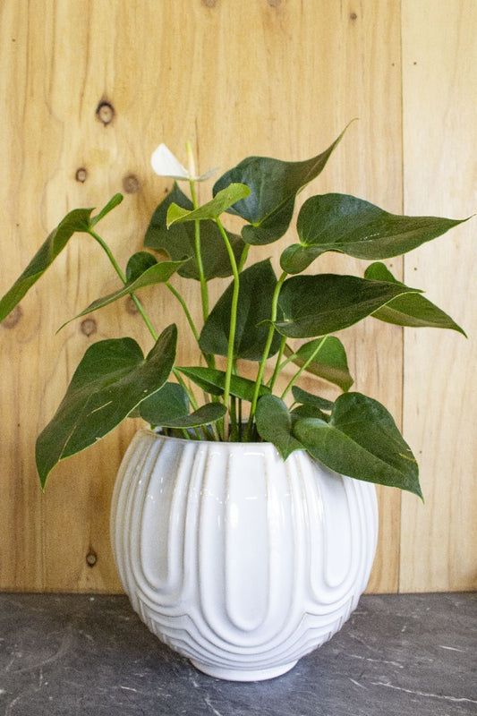 SALIDA PLANTER POT WHITE LARGE