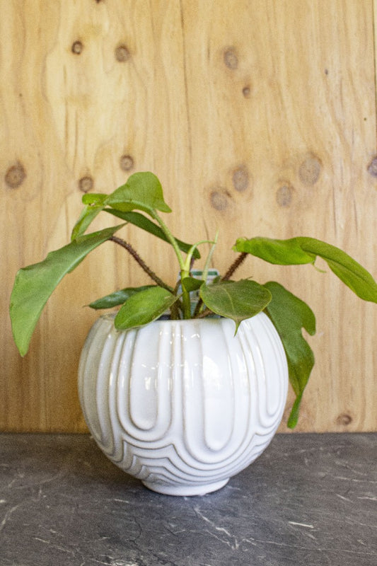 SALIDA PLANTER POT WHITE MEDIUM