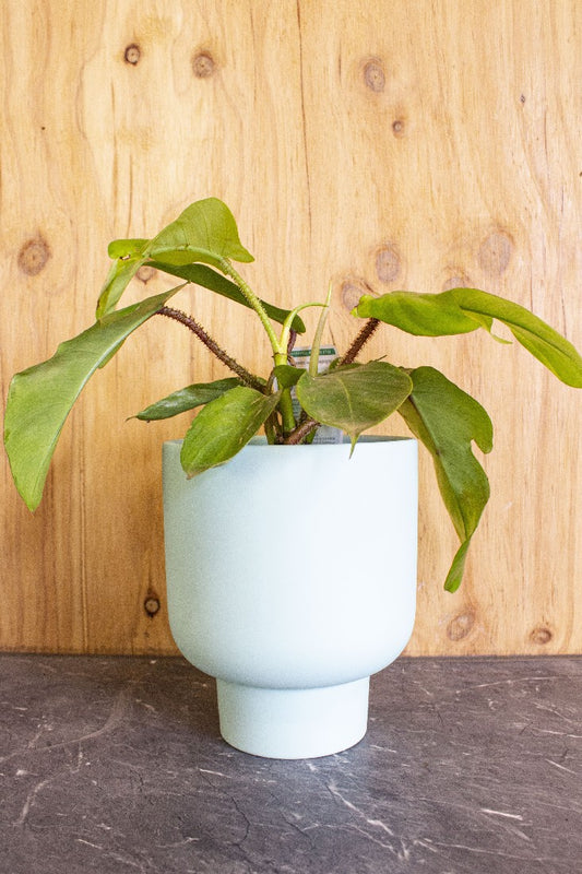 GRACE PLANTER POT MINT SMALL