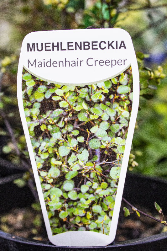 MAIDENHAIR CREEPER MUELENBECKIA COMPLEXA POHUEHUE 140MM