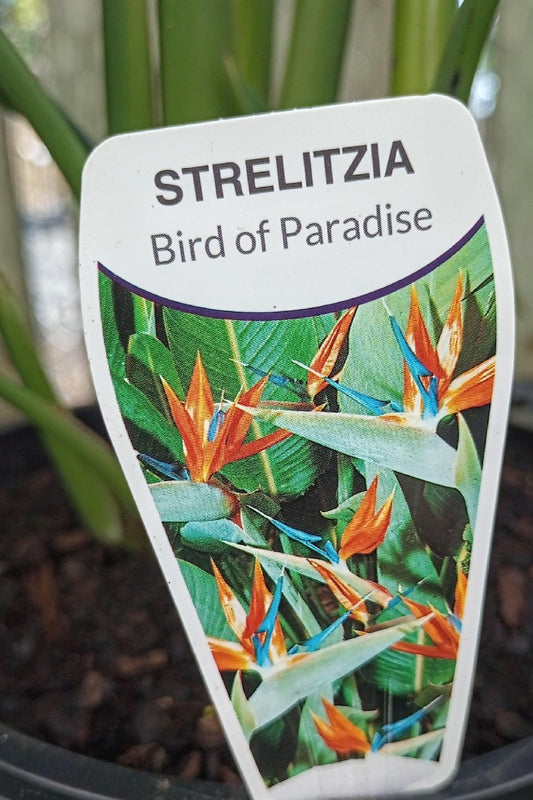 STRELITZIA REGINAE BIRD OF PARADISE 200MM