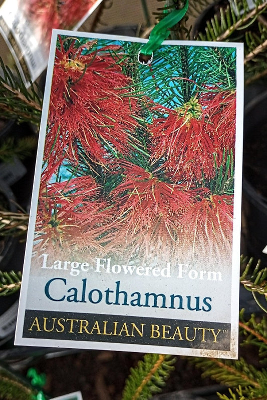 CALOTHAMNUS QUADRIFIDUS RED 140MM