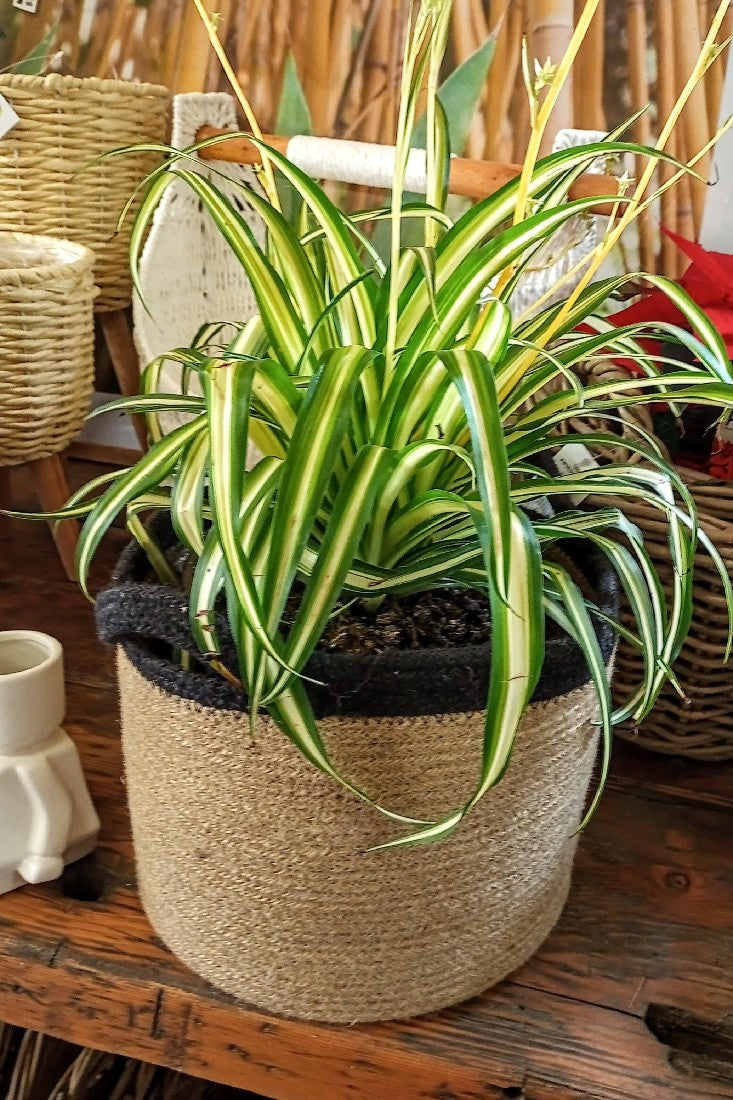 JUTE ROUND PLANTER WITH BLACK RIM LARGE