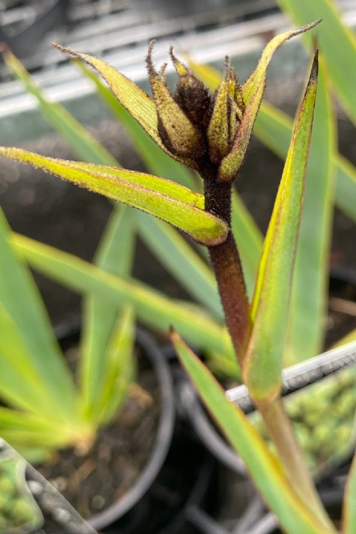 ANIGOZANTHOS BLACK KANGAROO PAW