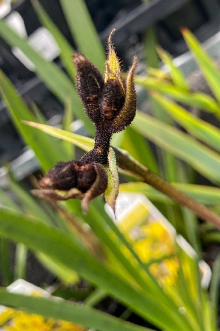 ANIGOZANTHOS BLACK KANGAROO PAW