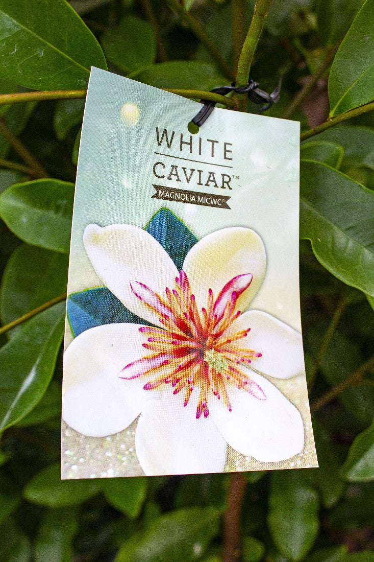 MAGNOLIA WHITE CAVIAR 200MM