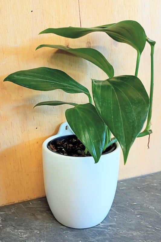 WALL PLANTER WHITE