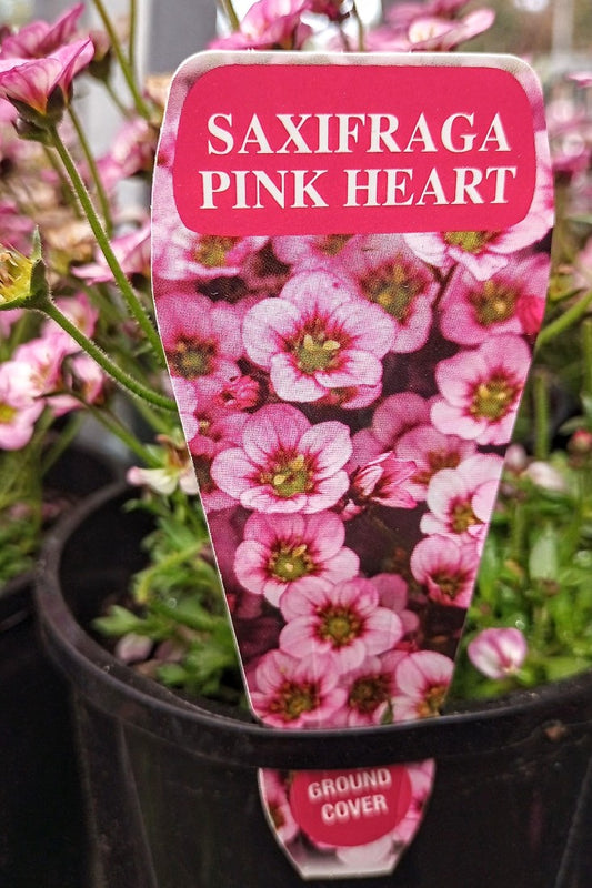 SAXIFRAGA SALE ASSORTED 140MM