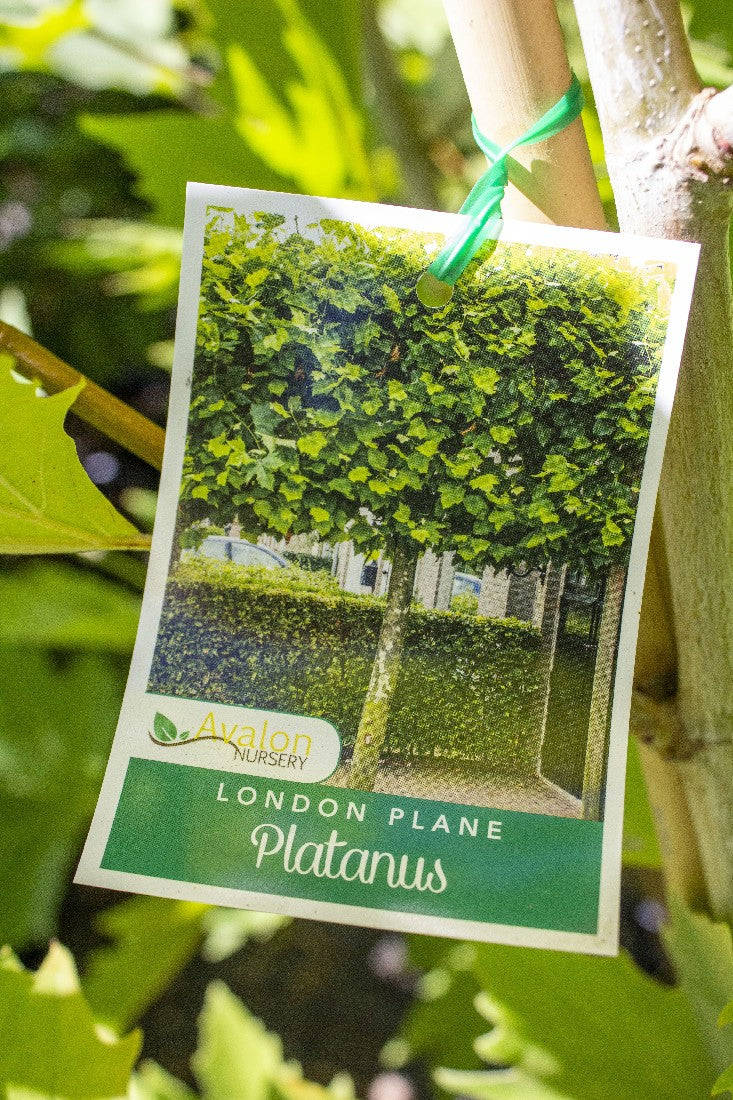 PLATANUS LONDON PLANE TREE 400MM POT