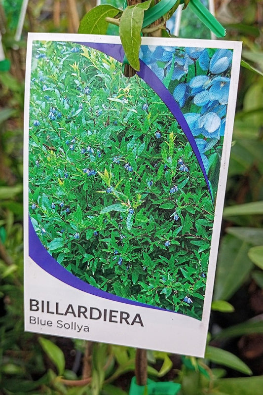 BILLARDIERA SOLLYA BLUE 140MM