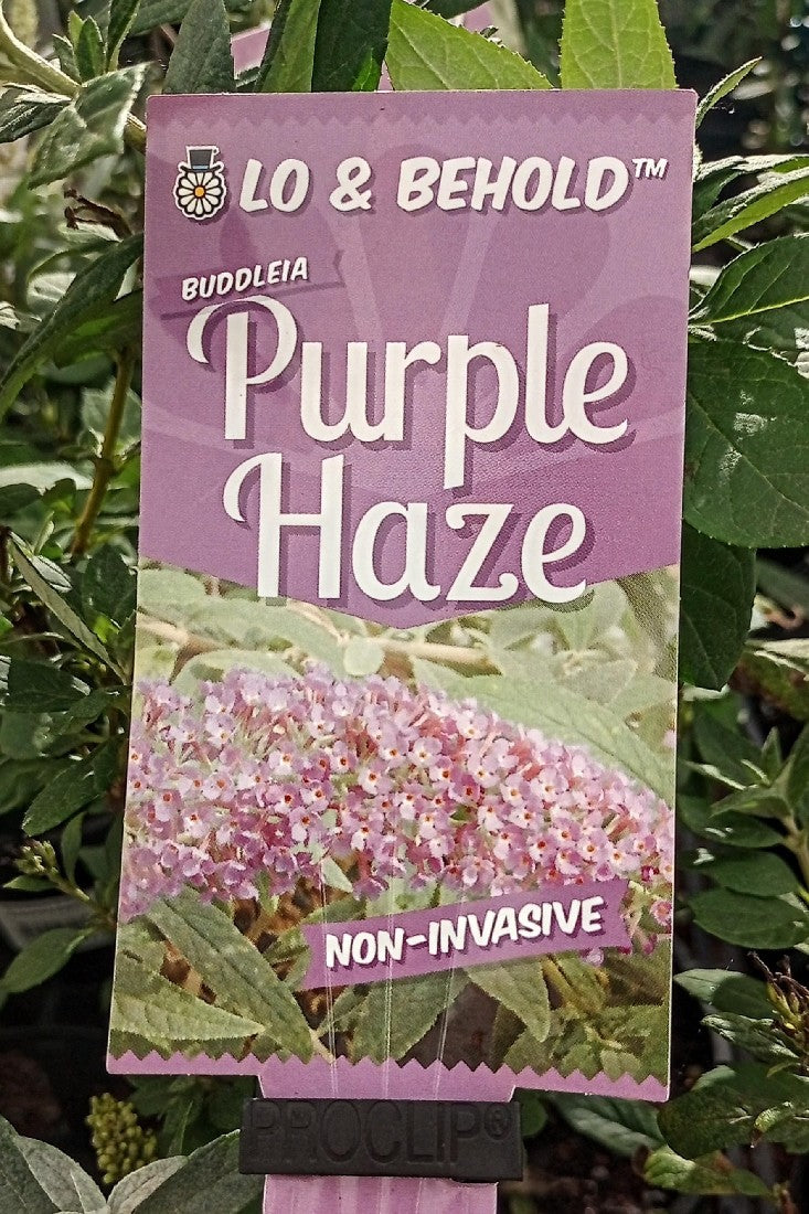 BUDDLEIA PURPLE HAZE 140MM