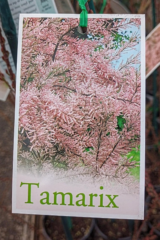 TAMARIX WINTER FLOWERING 140MM