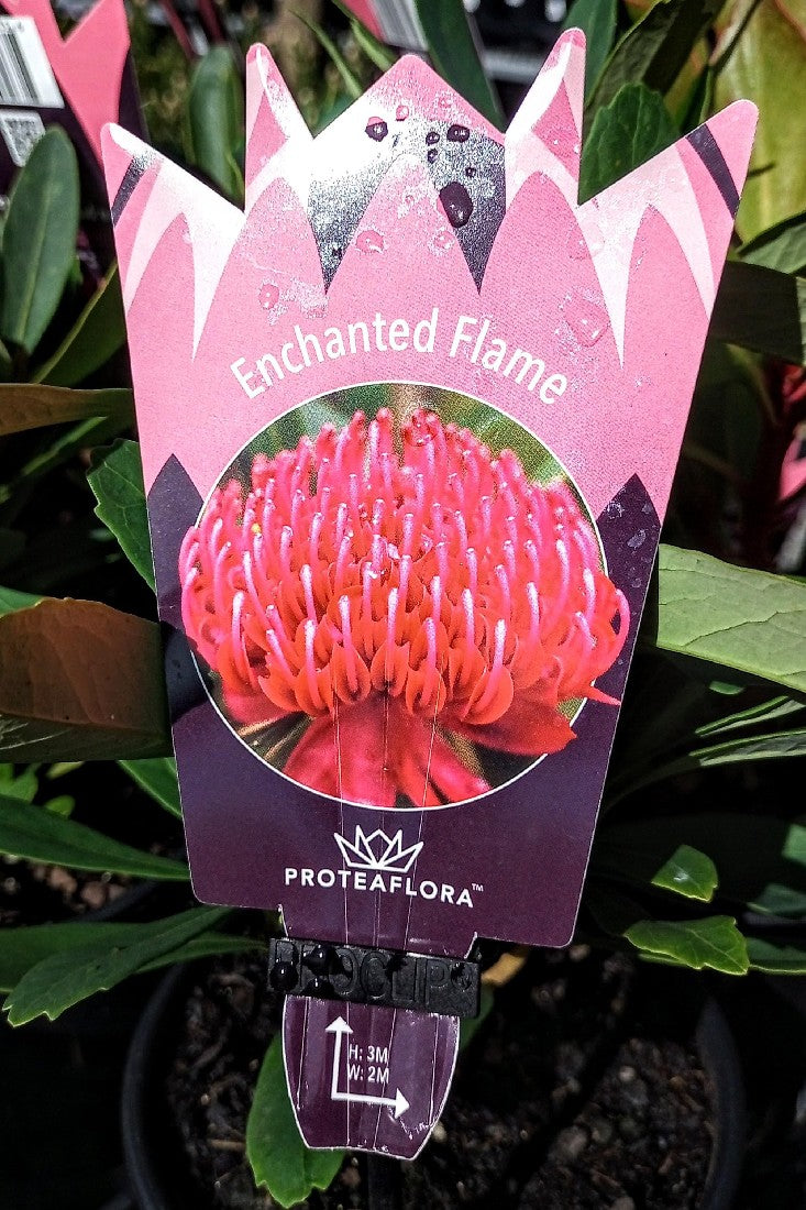 WARATAH ENCHANTED FLAME 140MM