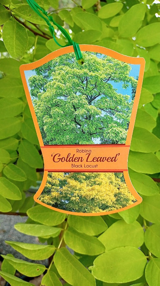 ROBINIA GOLDEN LEAVED BLACK LOCUST POTTED