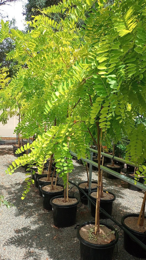 ROBINIA GOLDEN LEAVED BLACK LOCUST POTTED