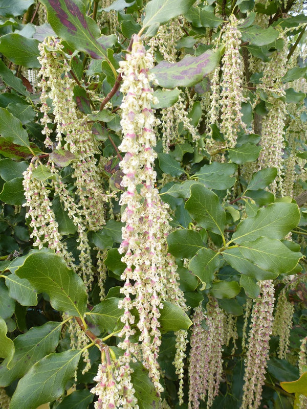 GARRYA ELLIPTICA JAMES ROOF SILK TASSEL BUSH 140MM Avalon Nursery