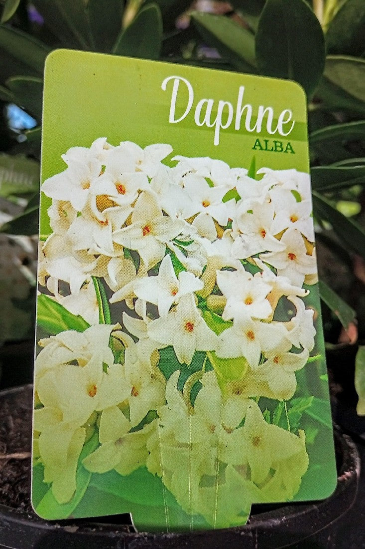 DAPHNE ODORA WHITE 140MM