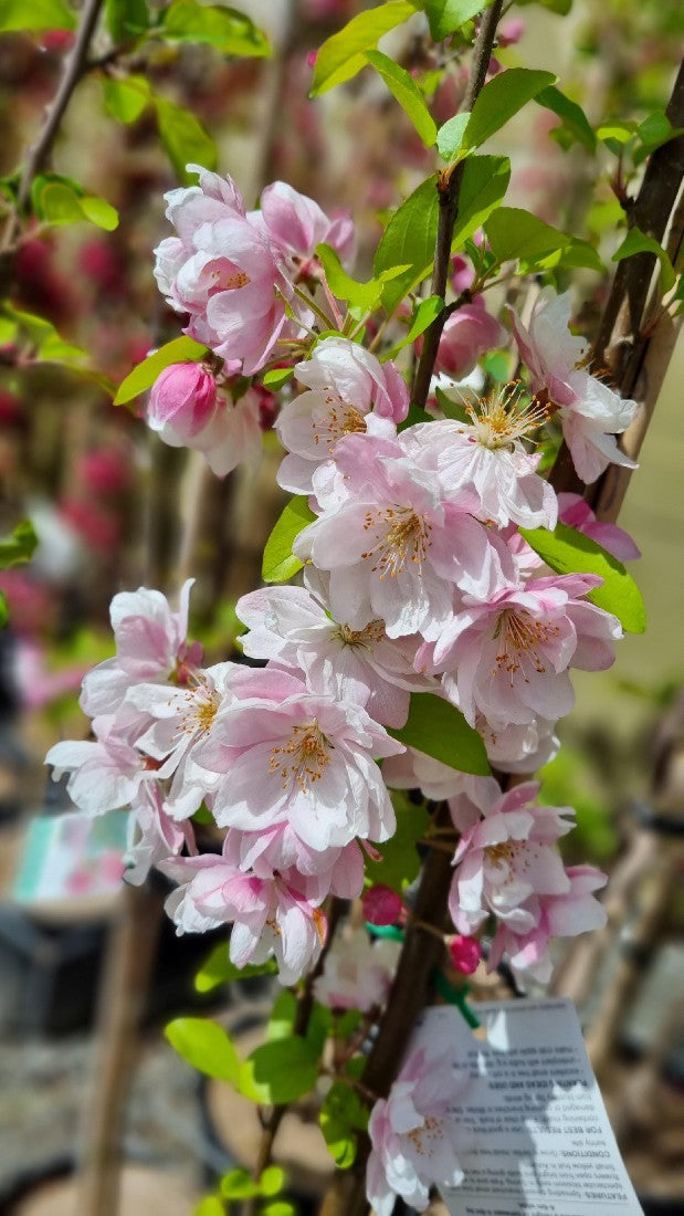 MALUS SPECTABLIS PLENA CRAB APPLE 250MM – Avalon Nursery