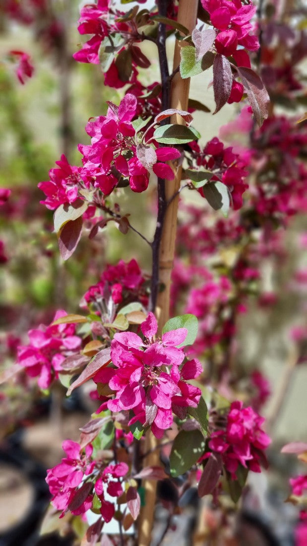 MALUS PROFUSION CRAB APPLE 250MM