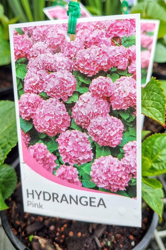 HYDRANGEA MACROPHYLLA PINK 140MM