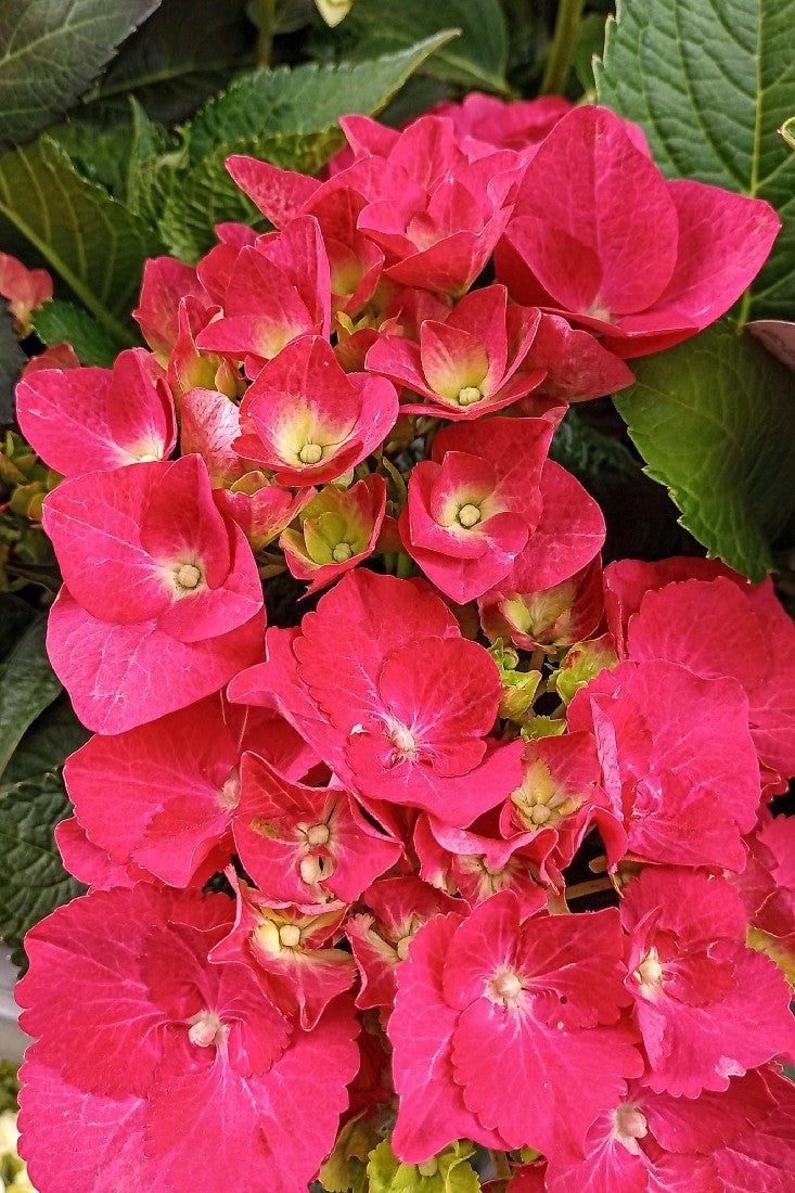 HYDRANGEA RED BALL 200MM